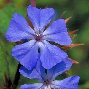 Floral de Bach Infantil 