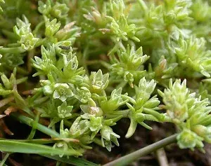 Floral de Bach para Insônia 